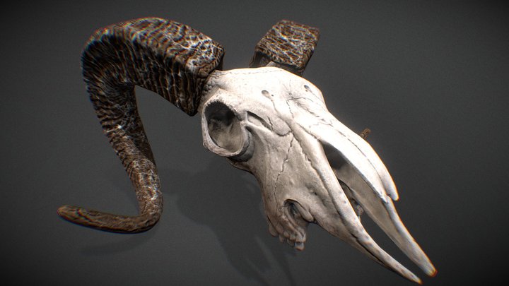 Goat Skull 3D Model