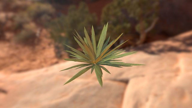 desert plant 3D Model