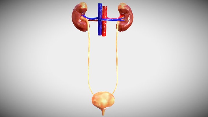 Urinary System triangulated 3D Model