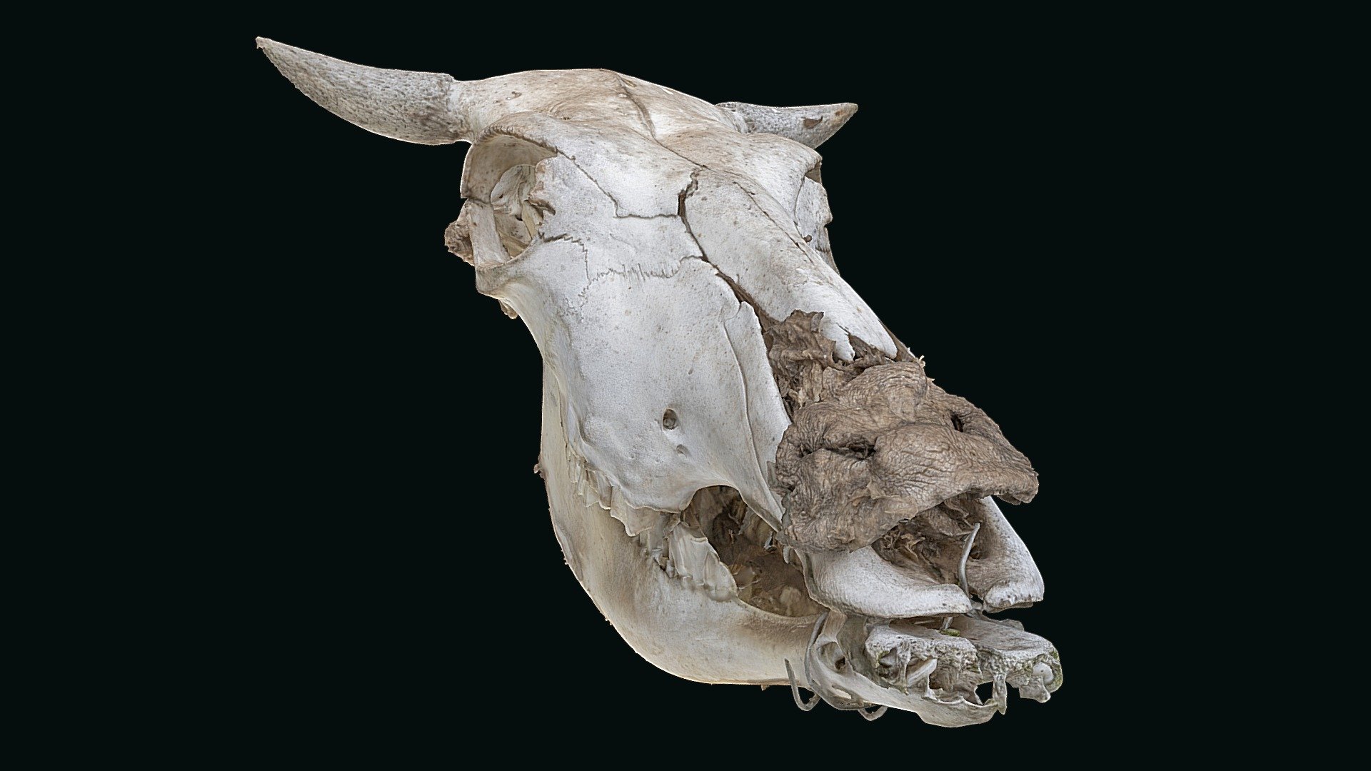 cow skull side view