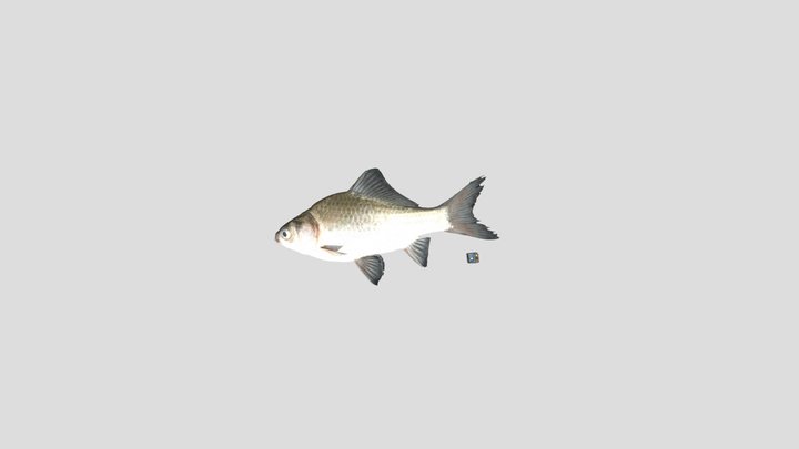 fish 3D Model