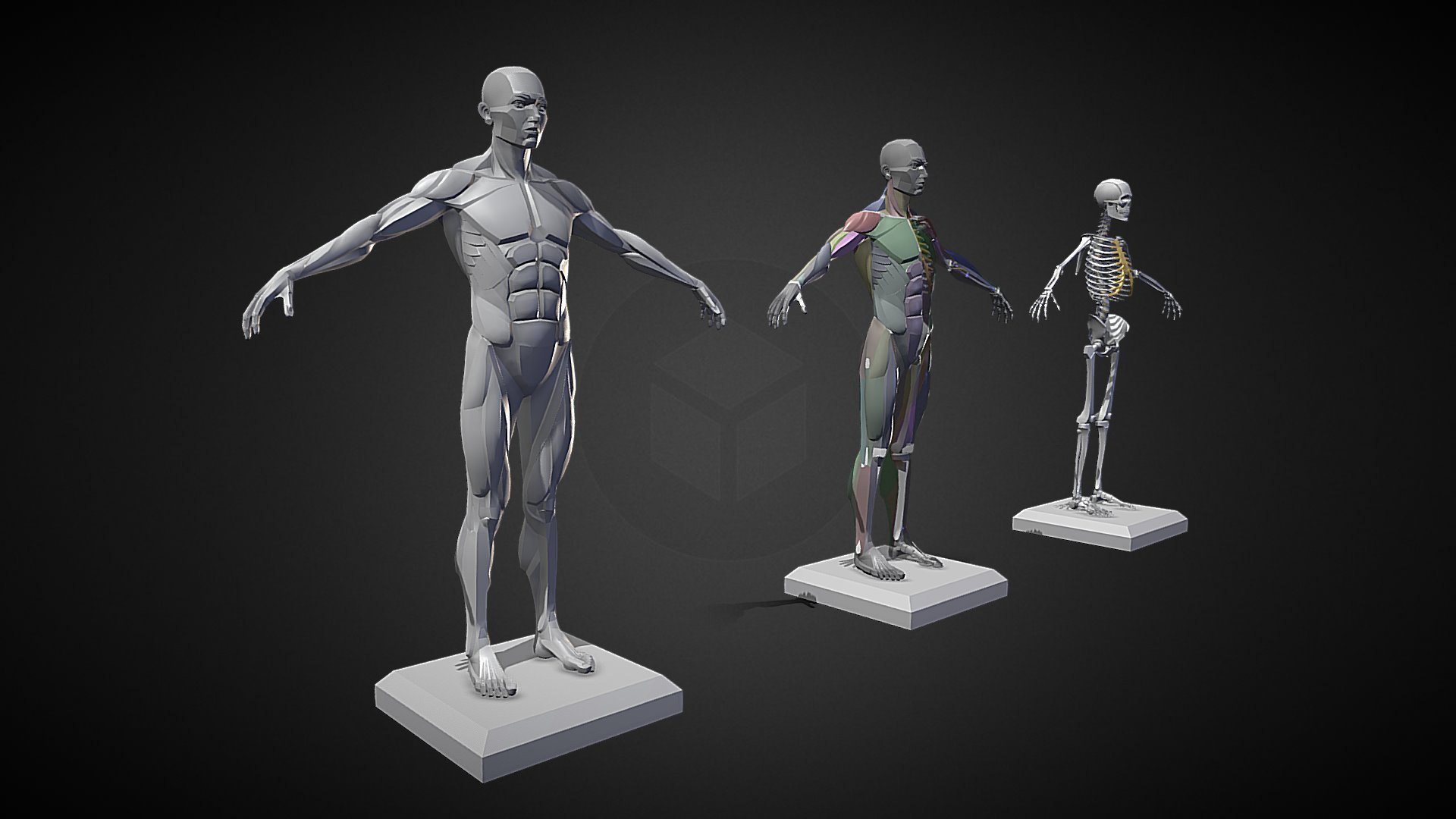 Male planar anatomy - 3D model by CrazyGoat3d (@CrazyGoat3d) [99b9bb6