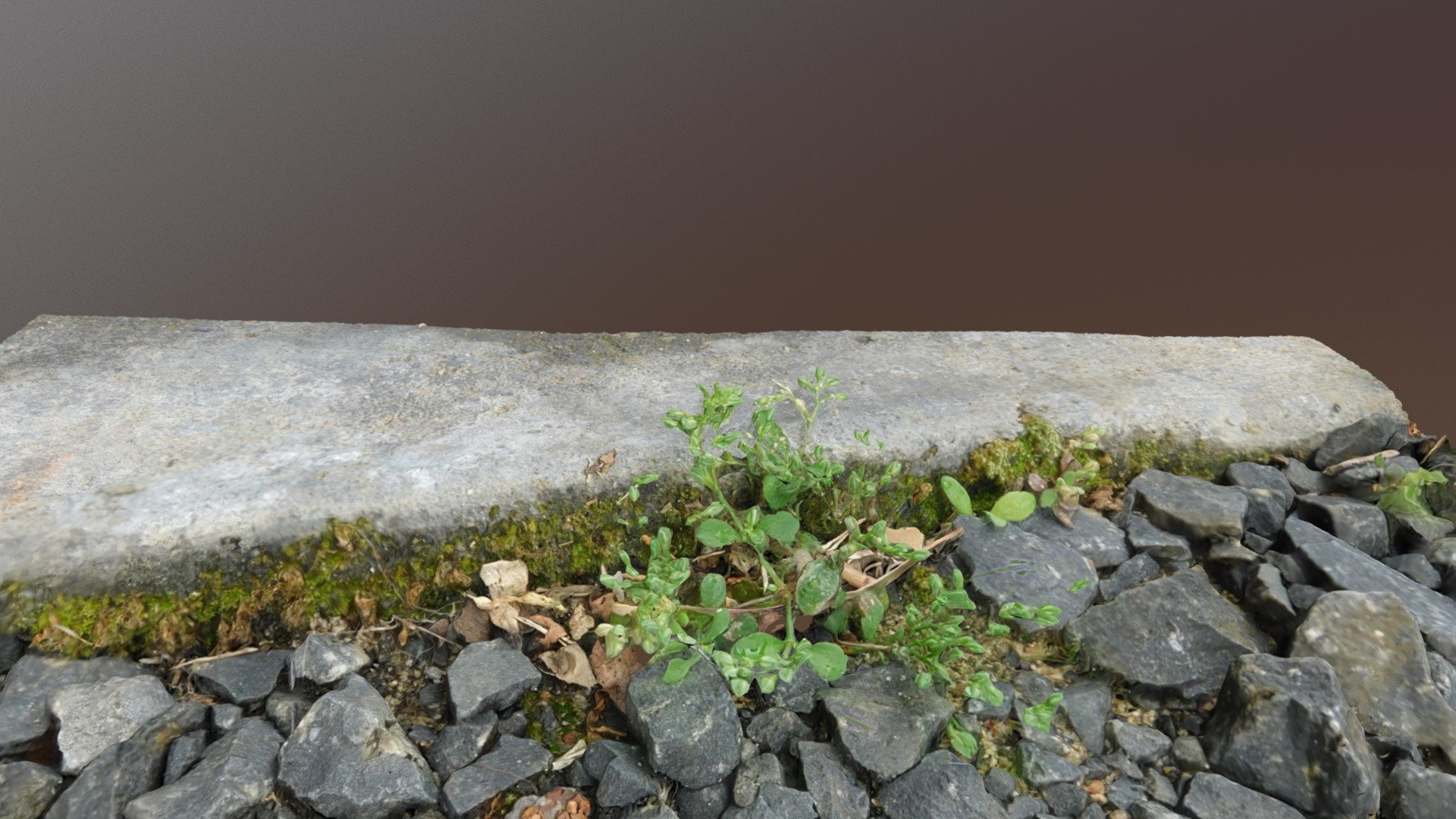 Moss,Weed,Rocks