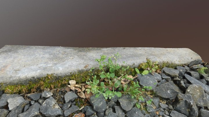 Moss,Weed,Rocks 3D Model