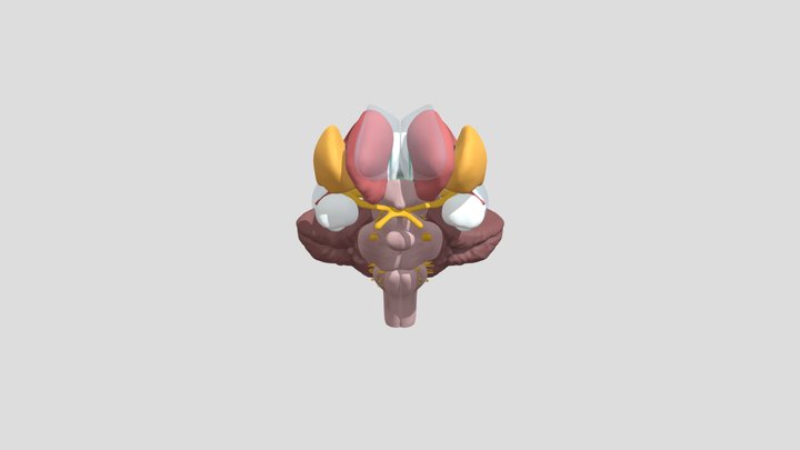 Basal Ganglia 2 3D Model