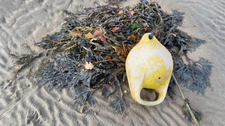 Buoy and Seaweed Scan 3D Model