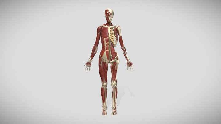 Anatomy 2019 3D Model