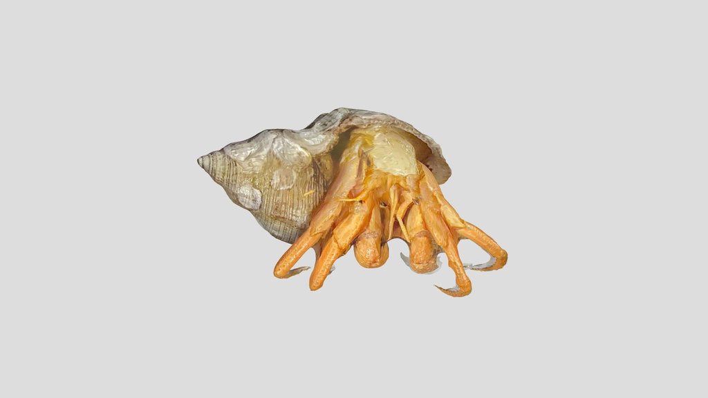 Caranguejo-eremita com concha (Coenobita sp.)
