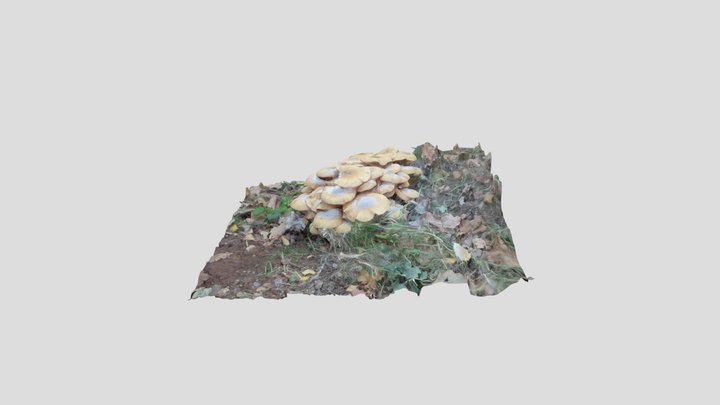 Shroom cluster 1 3D Model