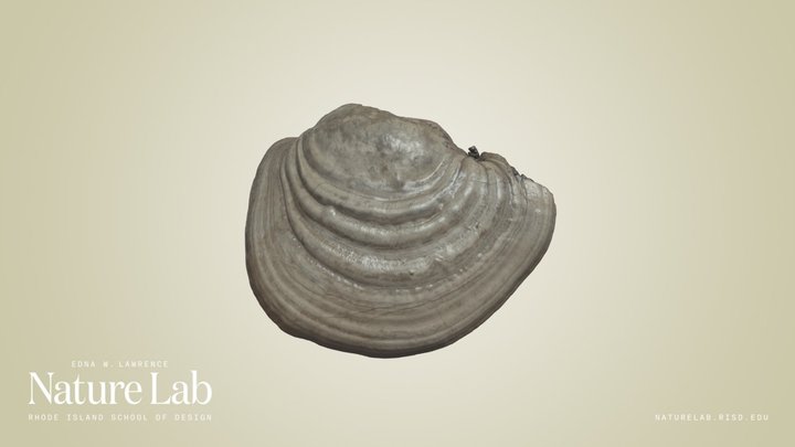 Shelf Mushroom – Kostenloses 3D-Modell STL