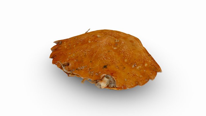 Crab carapace test – Modèle 3D gratuit STL