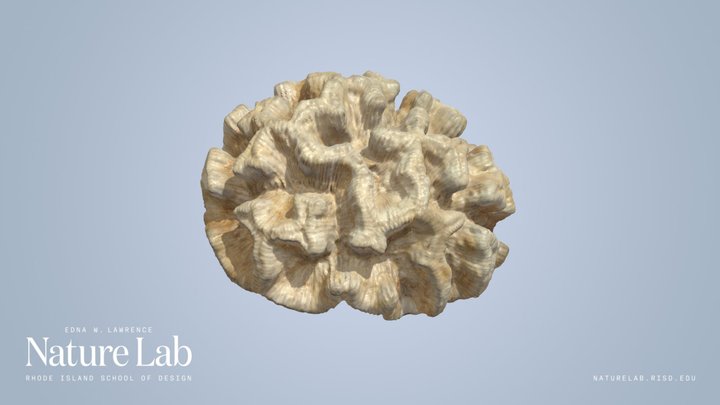 Coral – Free 3D Model STL