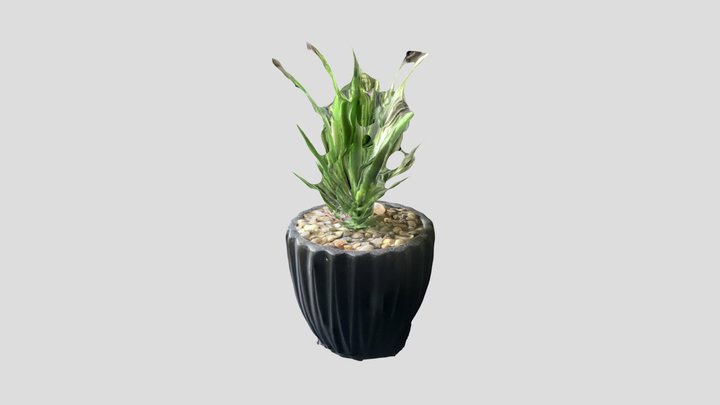 Small House Plant 3D Model