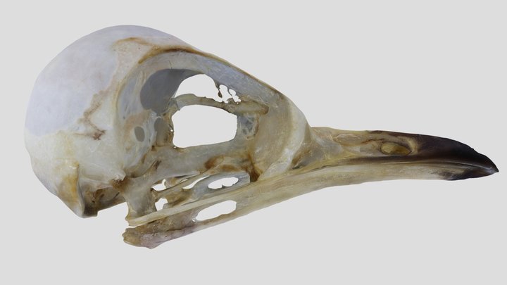 UWYMV:Bird:1291, Catharus ustulata, Skull – Kostenloses 3D-Modell STL