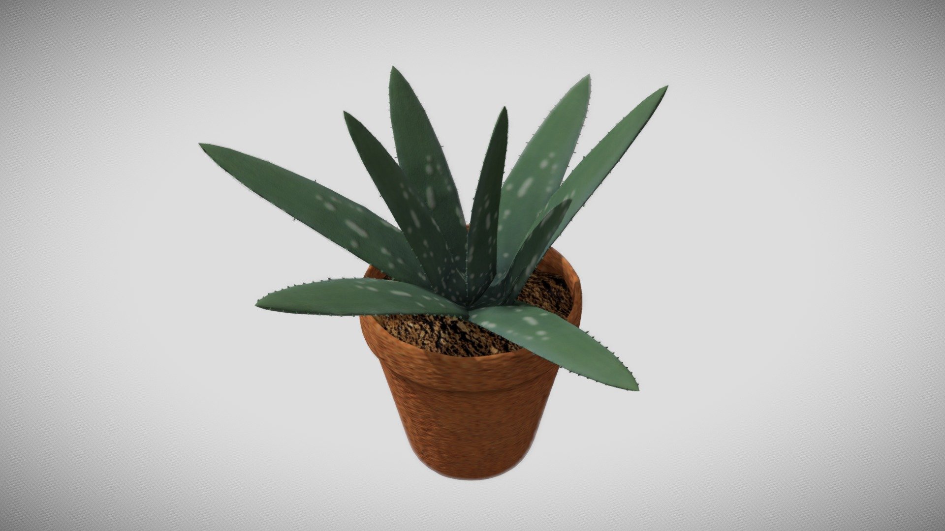 Aloe Vera - Plant