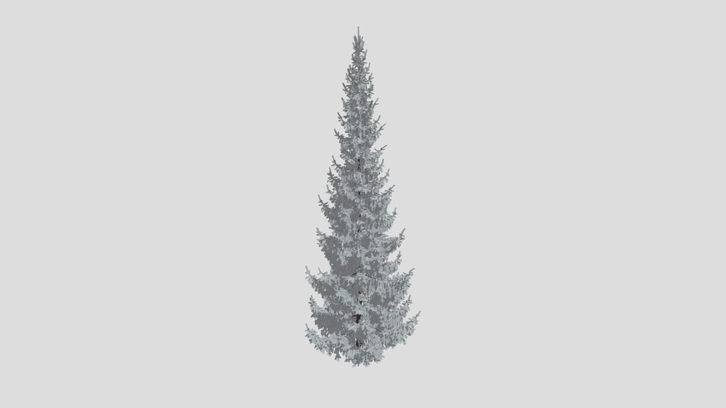Norway Spruce Picea Abies 13m