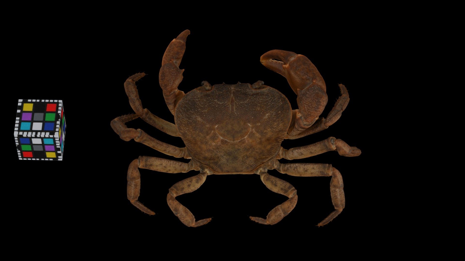 アラモトサワガニ ♂ River Crab, Geothelphusa aramotoi