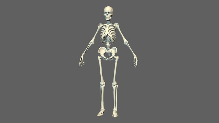 Skeleton - A 3D model collection by Sirafima - Sketchfab