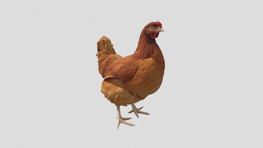 hen 3d model