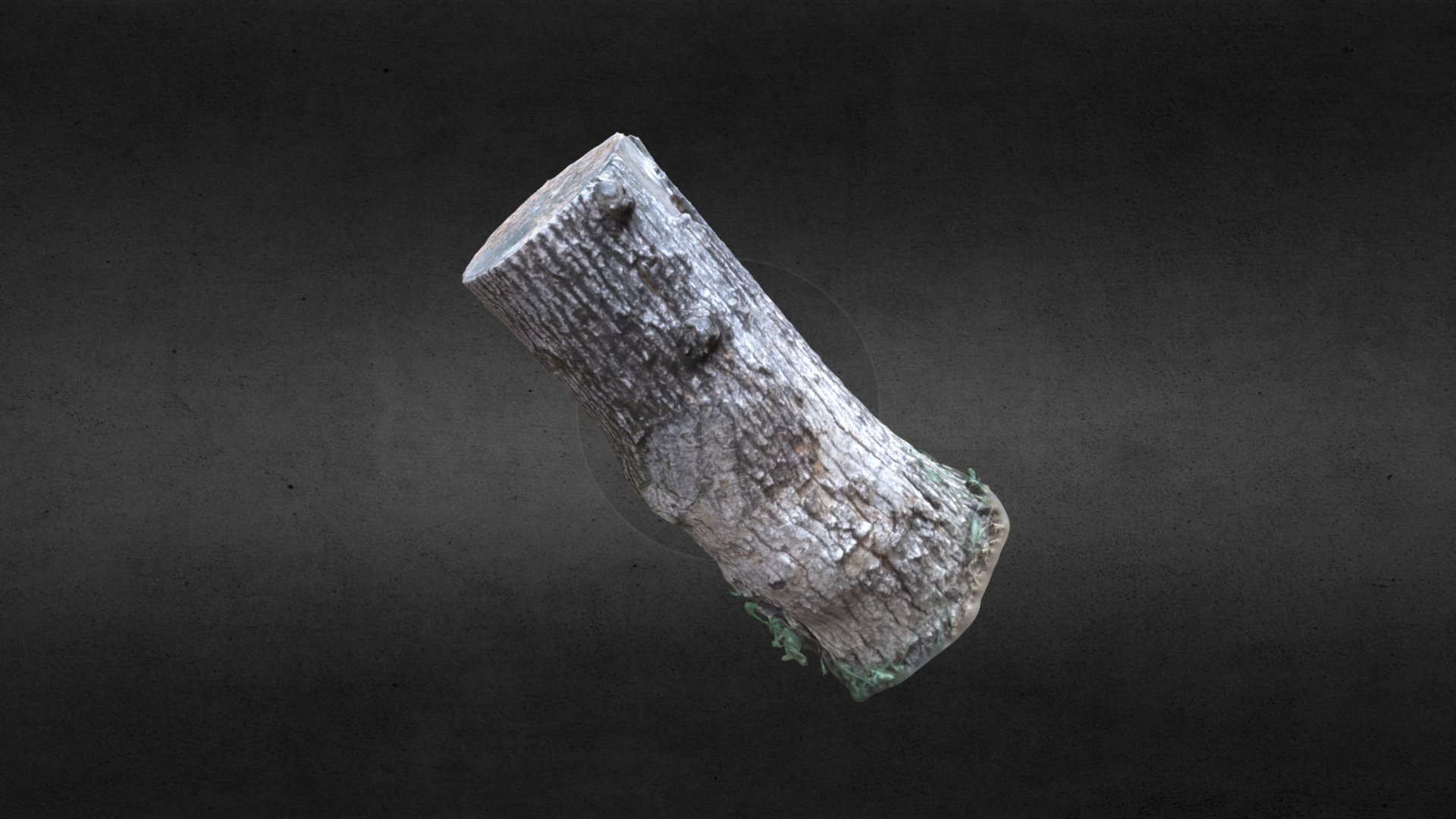 Tree Trunk