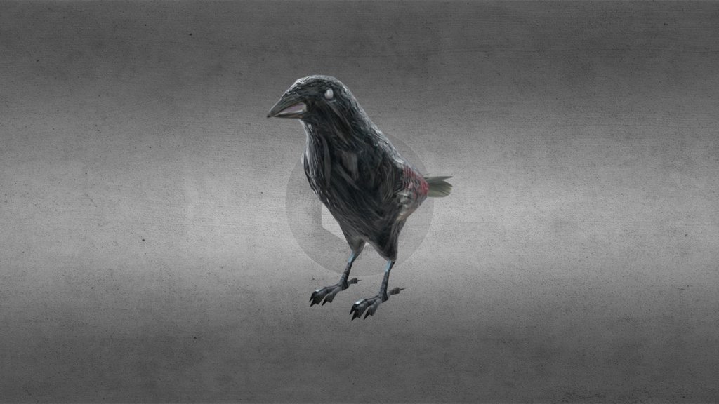 American Crow V1