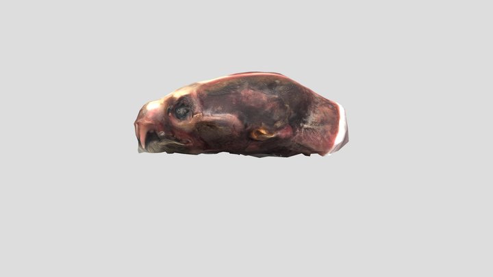 11 - Adult Female (see description below) 3D Model