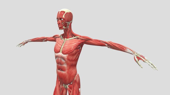 Human Muscular Skeletal System Rigged in Blender 3D Model