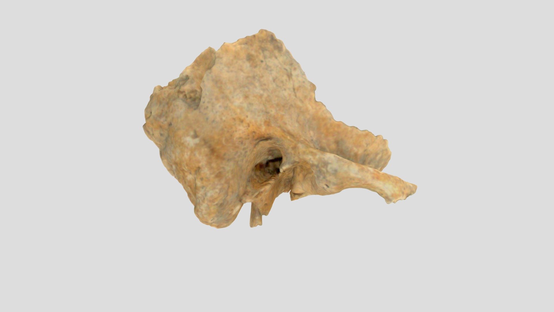 CA155R Temporal Mastoid 3D model by r.j.gilmour [99ef54f