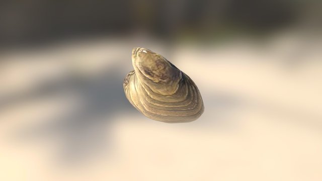 Oysters 3D Model