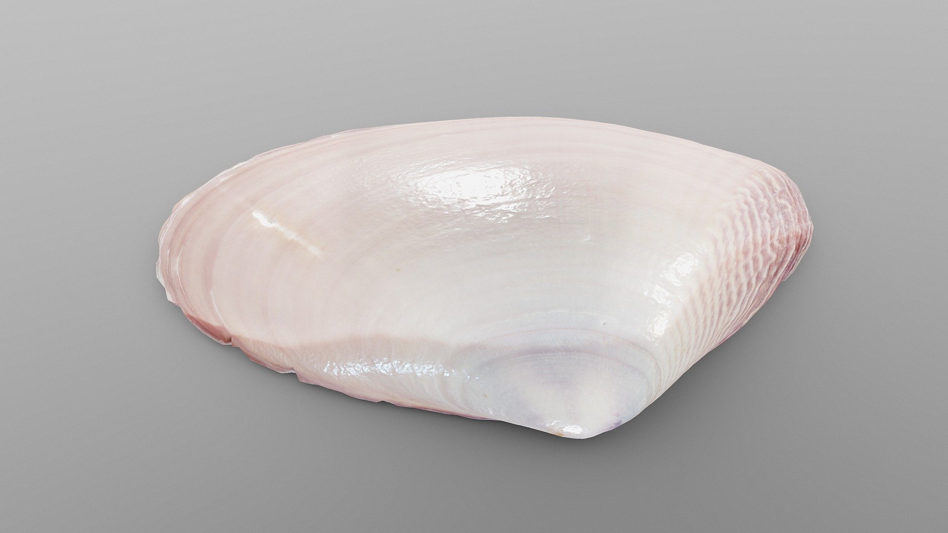 Tellin Sea Shell Buy Royalty Free 3d Model By Drakery 99f3f52 Sketchfab Store