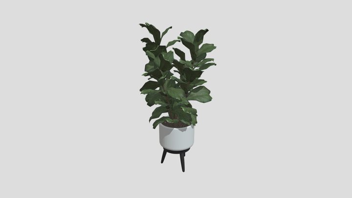 Indoor Fiddle Leaf Fig