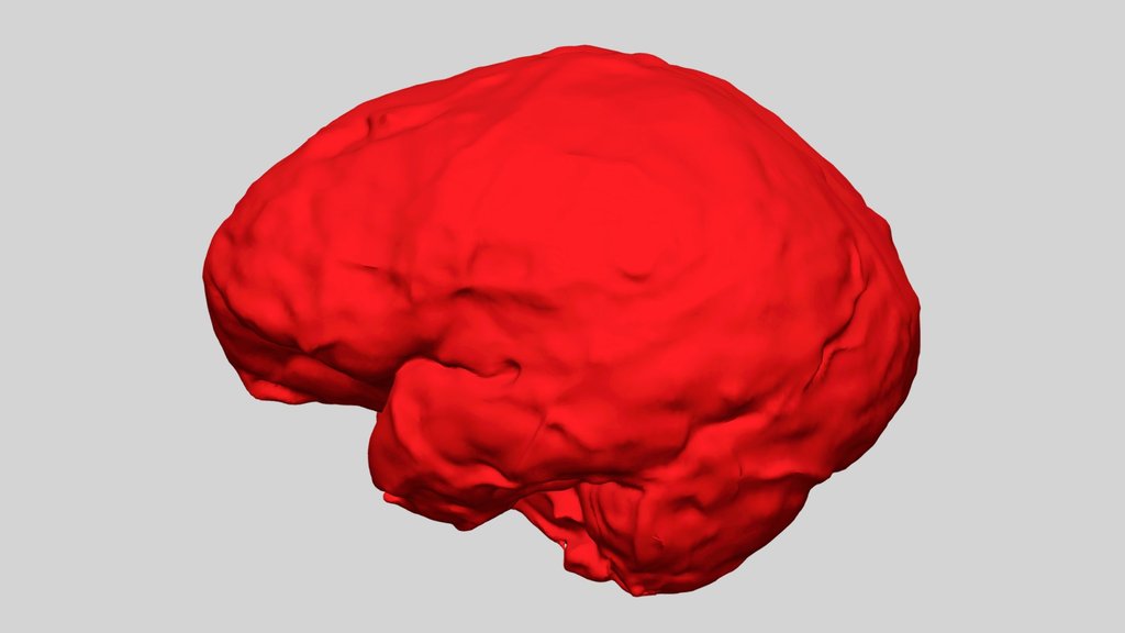 Amud 1 Neanderthal's Brain Cast