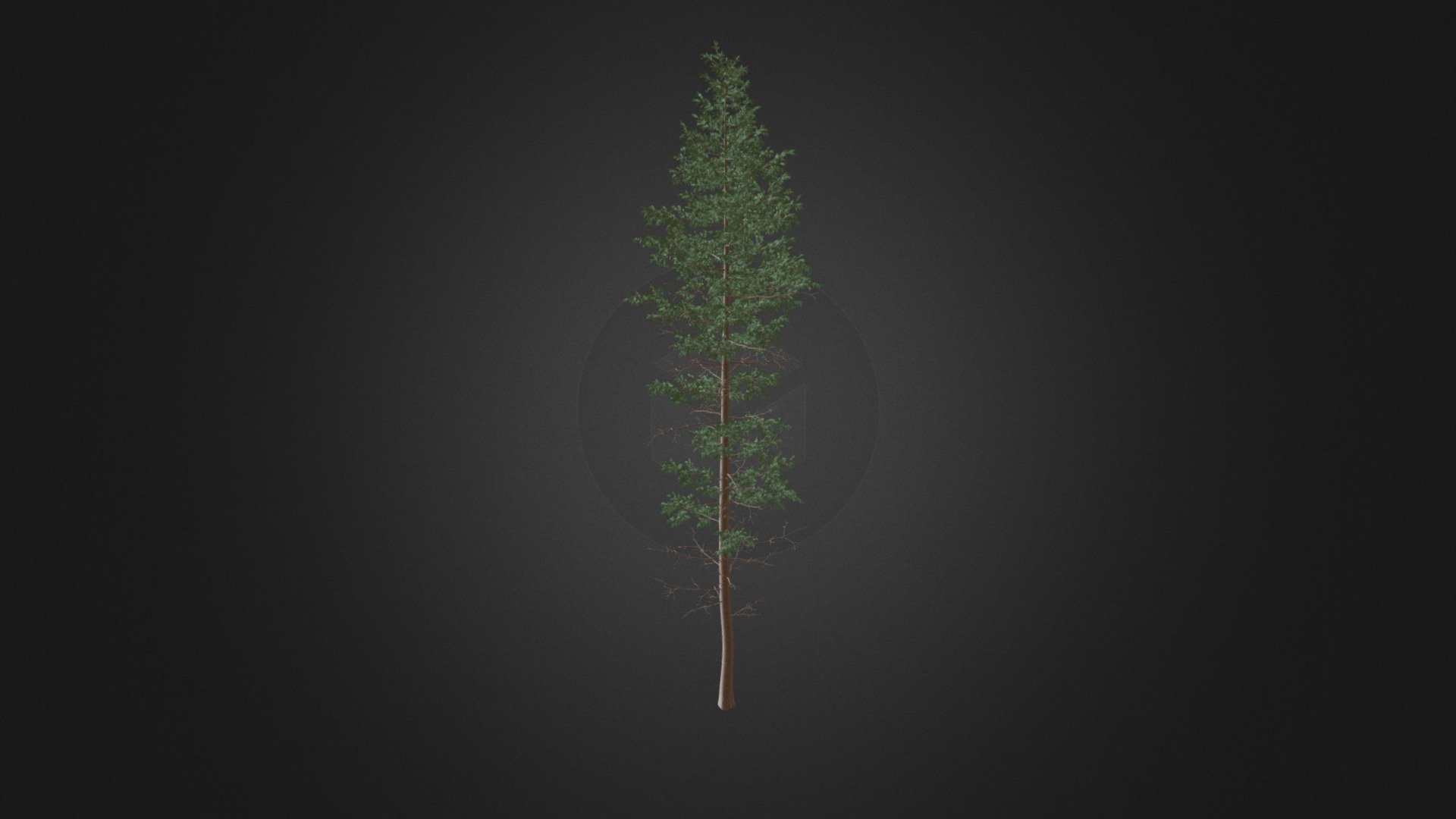 Pine Tree 3D Model 25m