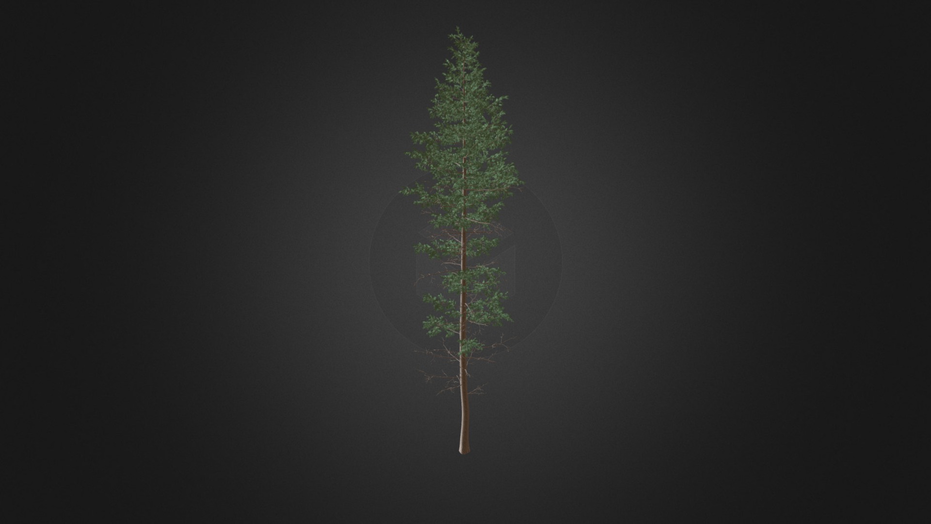 3D model Pine Tree 3D Model 25m - This is a 3D model of the Pine Tree 3D Model 25m. The 3D model is about a tree with a green stem.