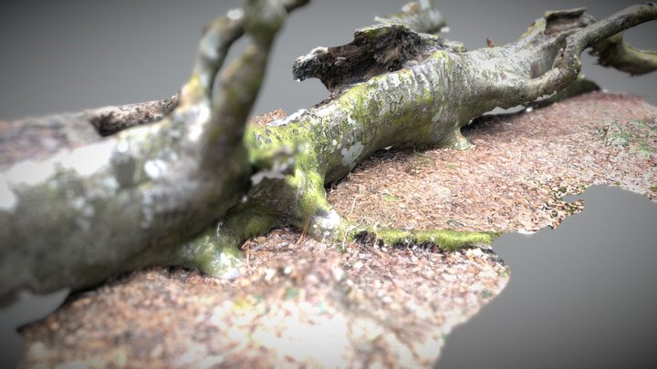 New Forest graffiti tree 3D Model