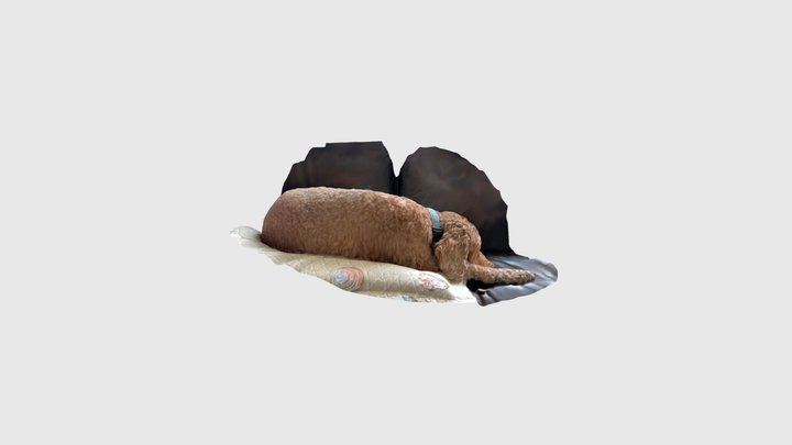 Sleeping Dog 3D Model