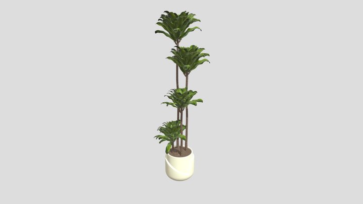 Palm Plant