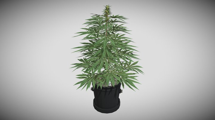 Weed Plant Medium 1 – Free 3D Model STL