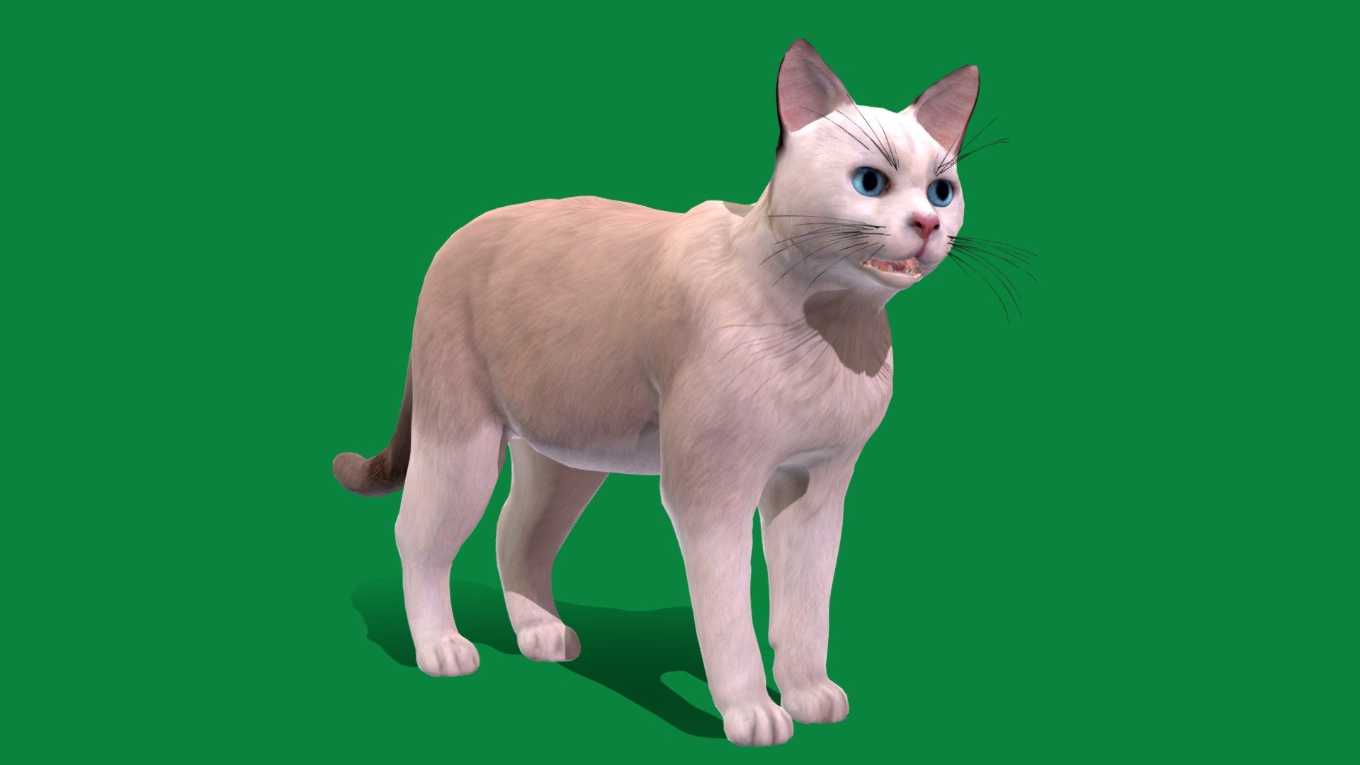 American Shorthair Cat (Low Poly) - Buy Royalty Free 3D model by ...