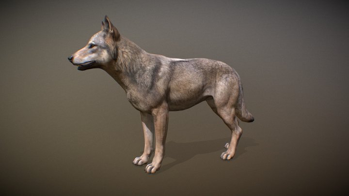 Animalia - Gray Wolf (male) 3D Model