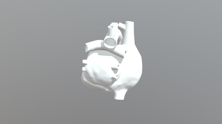 Anatomical-heart 3D Model