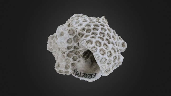 Coral: Septastrea marylandica (PRI 70753) – Gratis 3D-model STL