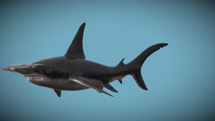Hiu Palu 3D Model