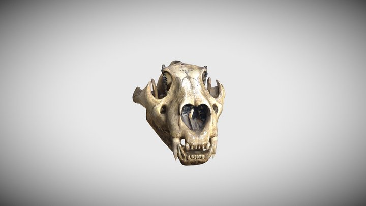 Череп. Лев. Panthera leo. Lion. 3D Model