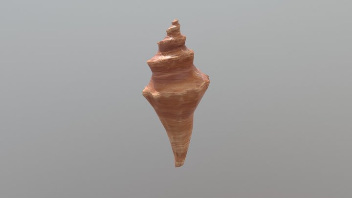 small conch prop 3D Model