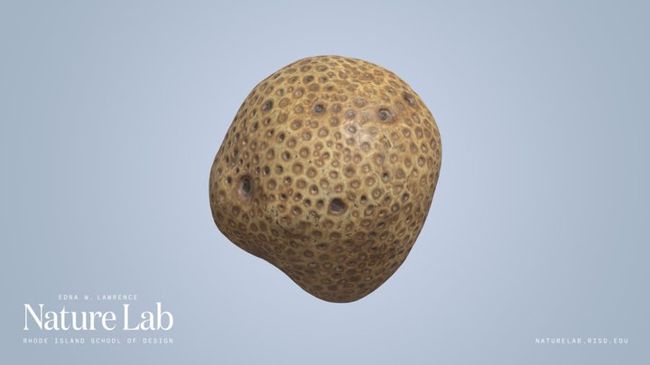 Orange Puffball Sea Sponge – Modelo 3D gratuito STL