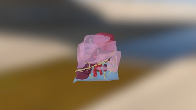Modelo Con Trasnparencias (Vena y Musculo) 3D Model