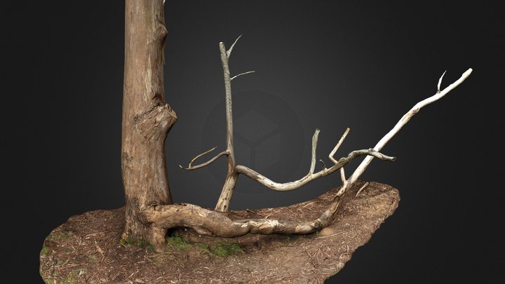 Eucalyptus 3D Model