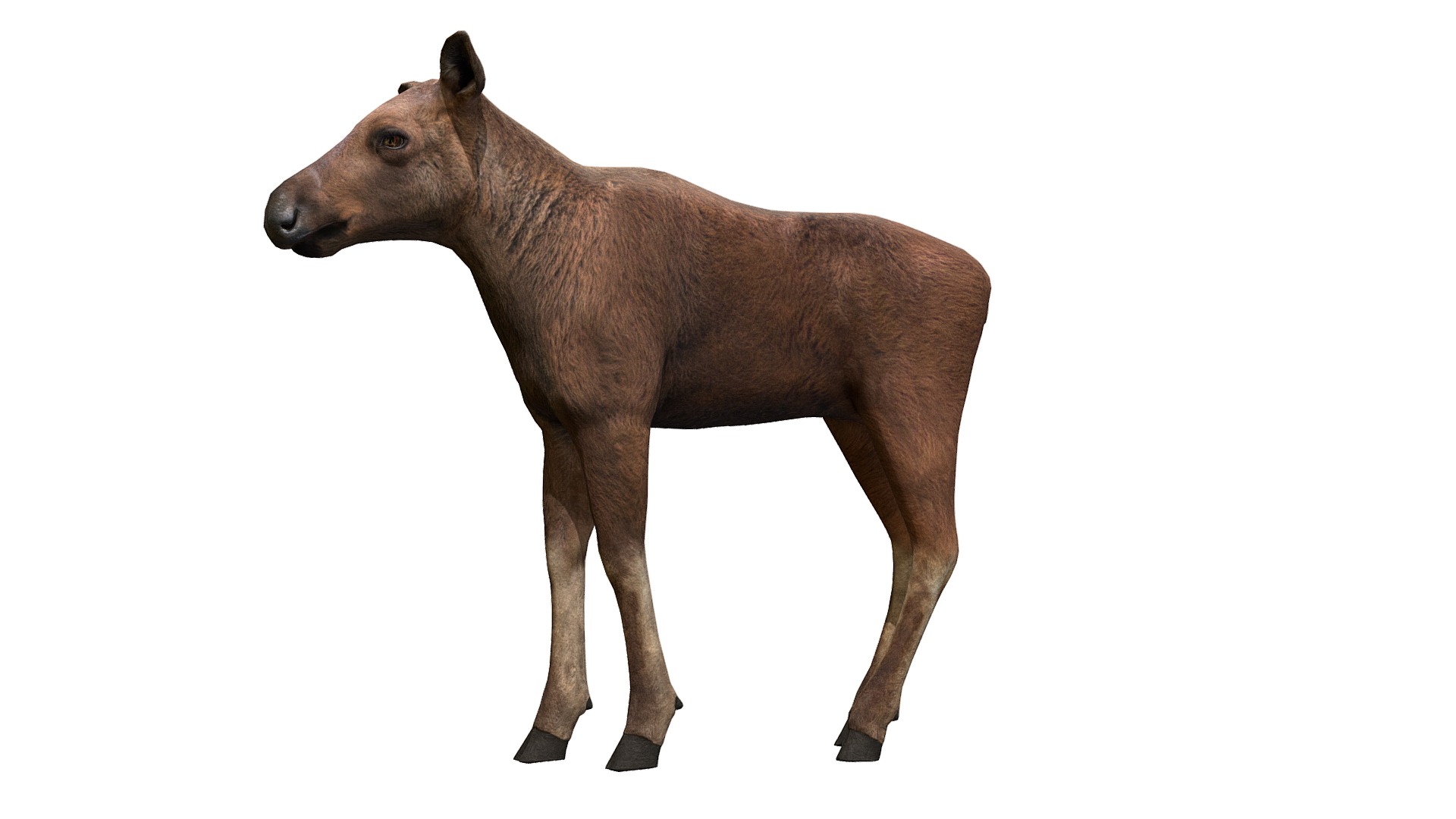 3D model Moose Calf - This is a 3D model of the Moose Calf. The 3D model is about a brown horse with a white background.