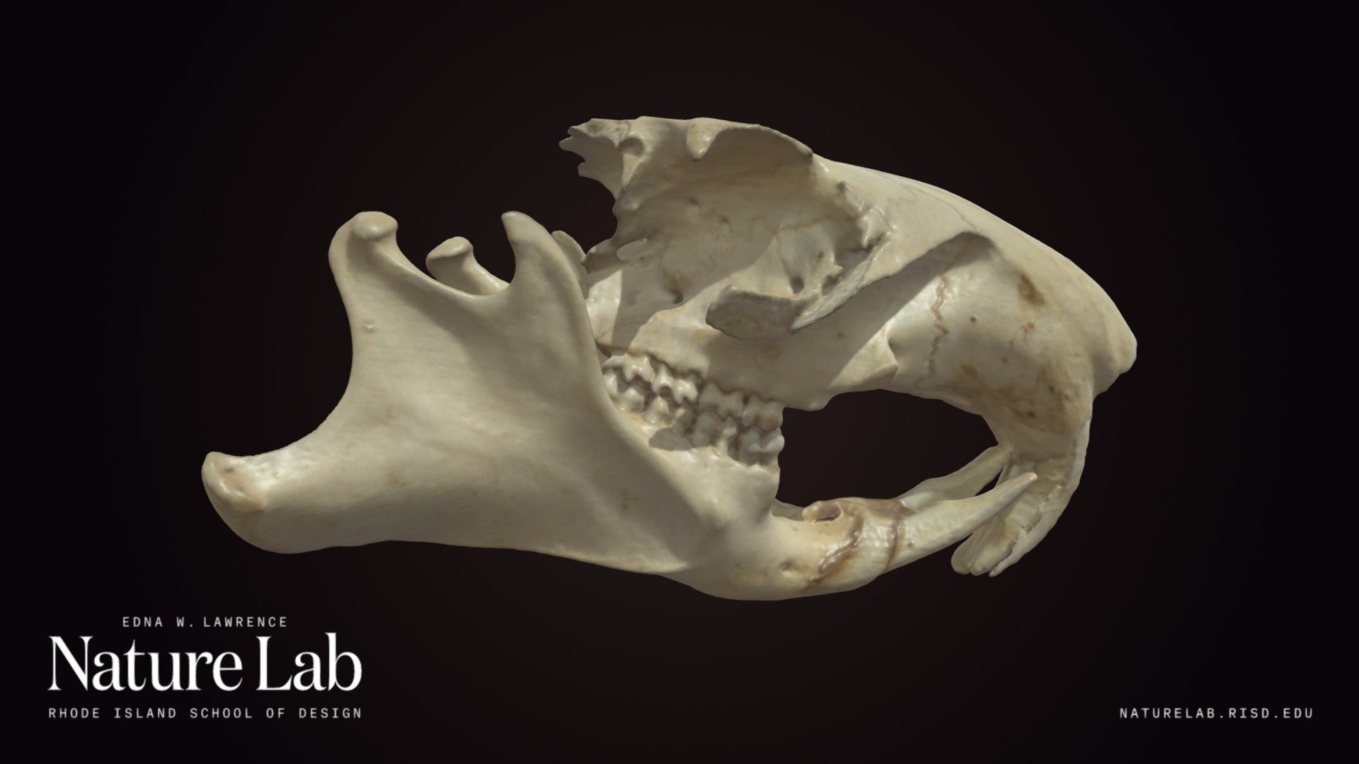 Woodchuck Skull (broken)